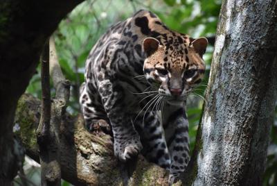 Skip the Line: Rescate Wildlife Rescue Centre General Admission T Skip the Line: Rescate Wildlife Rescue Centre General Admission T