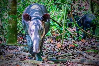 Full-Day Tour of Corcovado Sirena Station with Lunch Full-Day Tour of Corcovado Sirena Station with Lunch