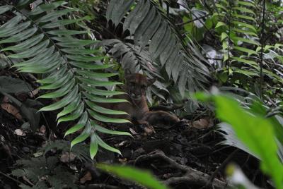 Corcovado Tour-Sirena Day Trip from Drake Bay Corcovado Tour-Sirena Day Trip from Drake Bay