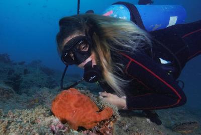 Caño Island Diving Tour with Lunch Caño Island Diving Tour with Lunch