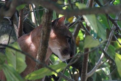 Corcovado tour-1 night at Sirena station-Starting and finishing in Drake Bay Corcovado tour-1 night at Sirena station-Starting and finishing in Drake Bay