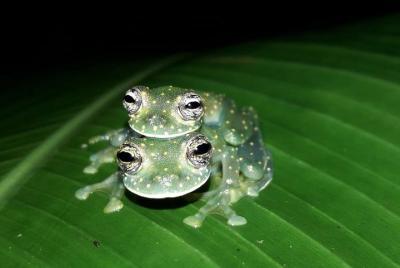 3 hour night hike tour-Amazing nocturnal creatures in drake Bay 3 hour night hike tour-Amazing nocturnal creatures in drake Bay