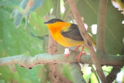 Carara National Park Tour Carara National Park Tour