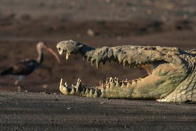 2-Hour Private Crocodile Tour in Tarcoles 2-Hour Private Crocodile Tour in Tarcoles