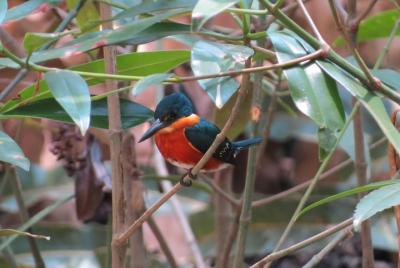 Bird Watching Tour in Tarcoles river Bird Watching Tour in Tarcoles river