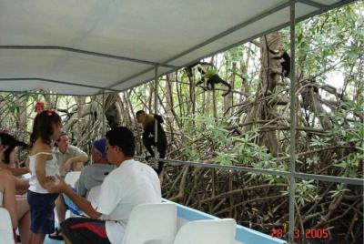 Monkey Mangrove safari Monkey Mangrove safari