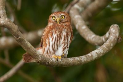 Birdwatching Tour Birdwatching Tour