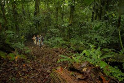 Jungle Expedition through The Childrens Eternal Rainforest Jungle Expedition through The Childrens Eternal Rainforest