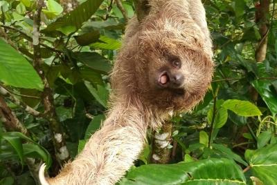Private Tour of Birds and Sloths in Bijagua de Upala Private Tour of Birds and Sloths in Bijagua de Upala