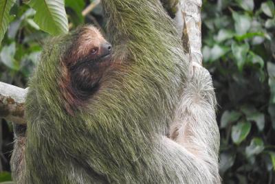 Sloths in the morning Sloths in the morning