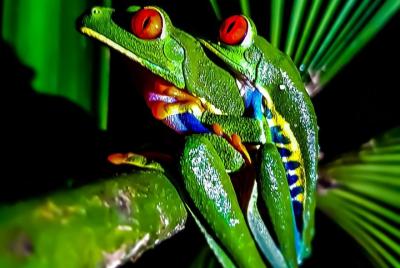 Rio Celeste Nature Night Walks Rio Celeste Nature Night Walks