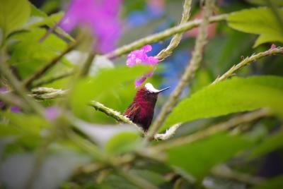 Tenorio Bird Watching Tenorio Bird Watching