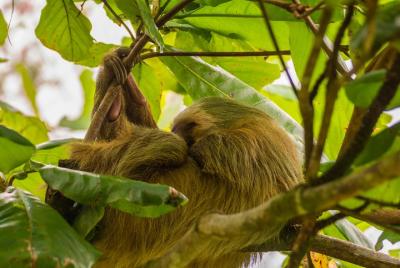 Sloth Watching Tour Experience Costa Rica Sloth Watching Tour Experience Costa Rica