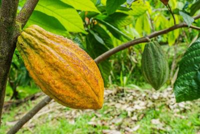 Craft Specialty Coffee Tour in San Carlos, Costa Rica