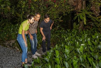 Private Night Tour through the Tropical Forest in Tifakara Private Night Tour through the Tropical Forest in Tifakara