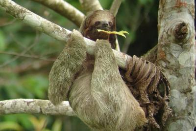 Ecogarden Arenal Sloth Tour  Ecogarden Arenal Sloth Tour