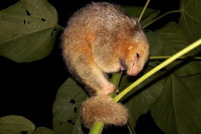 Ecogarden Arenal Night Walk  Ecogarden Arenal Night Walk