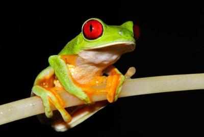 Frog Watching Night Walk Frog Watching Night Walk
