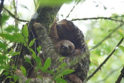 Sloth Watching Trail