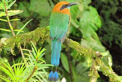 Birdwatching by the Lake Arenal