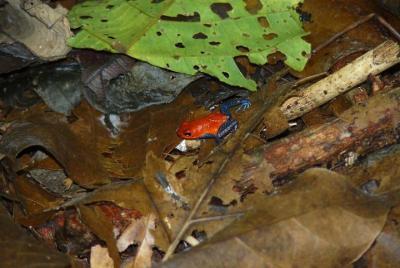 Night tour La Fortuna