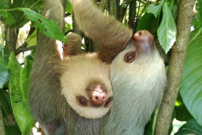 Slothies and Birds Slothies and Birds