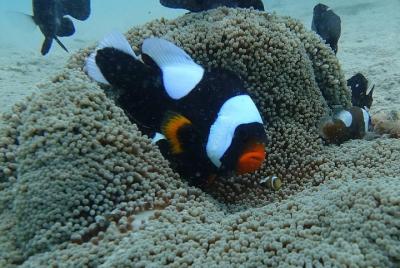 snorkeling 4 islands at Chang Island