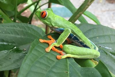 Rain forest, Wild life, Waterfall and Chocolate Private Tour Rain forest, Wild life, Waterfall and Chocolate Private Tour