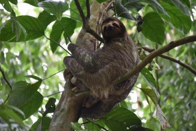 Sloth Adventure From Guanacaste Sloth Adventure From Guanacaste