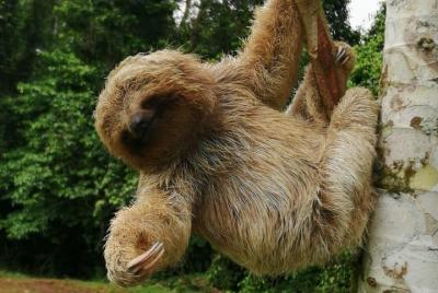 Sloth Sloth's & Miravalles volcano