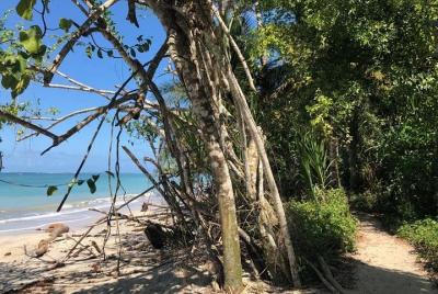 Walk in Cahuita National Park Walk in Cahuita National Park