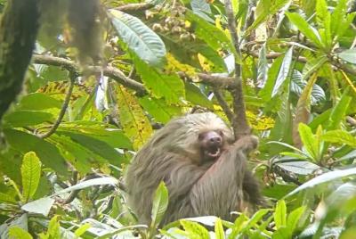 Monteverde Curi-Cancha Reserve Guided Tour Monteverde Curi-Cancha Reserve Guided Tour