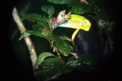 Birdwatching Night Experience with Flashlights in Monteverde Birdwatching Night Experience with Flashlights in Monteverde