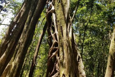 Regular tour Curicancha : TRANSPORT INCLUDED (NO ENTRANCE FEES INCLUDED) Regular tour Curicancha : TRANSPORT INCLUDED (NO ENTRANCE FEES INCLUDED)