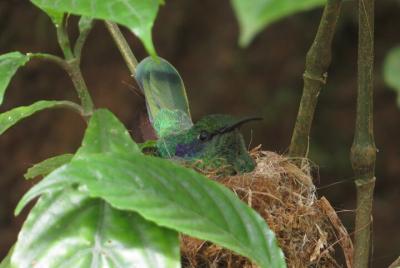 Shared 5 Hours Monteverde Bird Watching Shared 5 Hours Monteverde Bird Watching