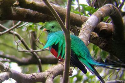 Bird Watching Monteverde Bird Watching Monteverde