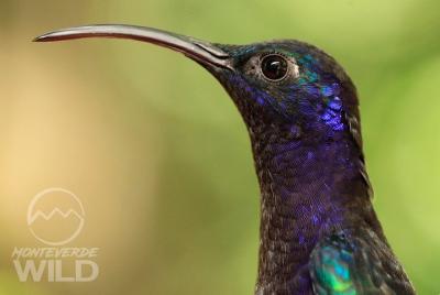Birding tour -Monteverde Wild- Birding tour -Monteverde Wild-