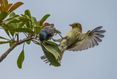 Birdwatching Tour: unlock the wonder, whether beginner or advanced Birdwatching Tour: unlock the wonder, whether beginner or advanced