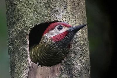 Half-day bird watching tour Half-day bird watching tour