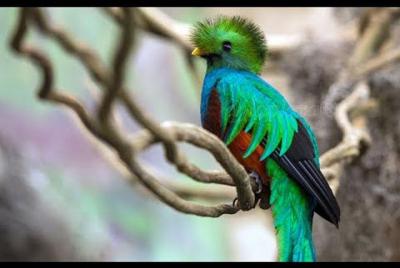 Tour to the Curricancha Reserve in Monteverde a paradise for birdwatchers Tour to the Curricancha Reserve in Monteverde a paradise for birdwatchers