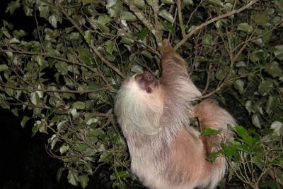 Night hike wildlife observation in Santa Elena Monteverde Night hike wildlife observation in Santa Elena Monteverde