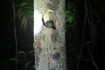 Night Walk Monteverde By Pablo Natural Tour Night Walk Monteverde By Pablo Natural Tour