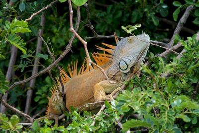 Palo Verde National Park Boat Tour and Liberia City Sightseeing Palo Verde National Park Boat Tour and Liberia City Sightseeing