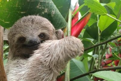 Private Hiking Rio Celeste Waterfall & Sloth Adventure Private Hiking Rio Celeste Waterfall & Sloth Adventure