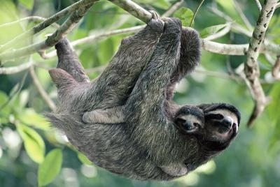 Sloth Encounter and Waterfalls in Rain Forest of Costa Rica Sloth Encounter and Waterfalls in Rain Forest of Costa Rica
