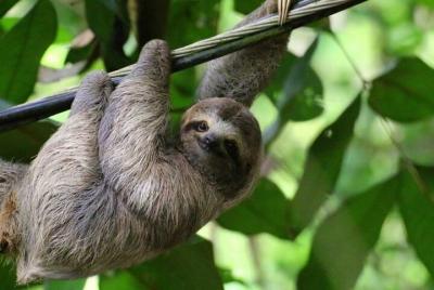 Amazing Rainforest Sloth Tour & Waterfall Excursion Amazing Rainforest Sloth Tour & Waterfall Excursion