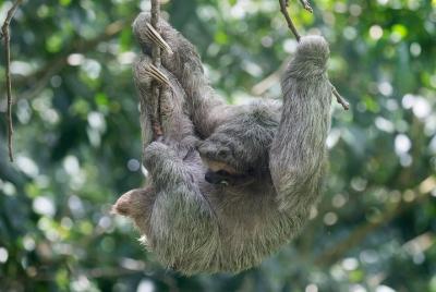 Tenorio Rain Forest Hanging Bridges & Sloth Encounter Tenorio Rain Forest Hanging Bridges & Sloth Encounter