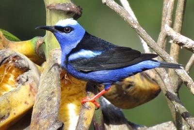 Birding with Esteban daily guided tours. Birding with Esteban daily guided tours.