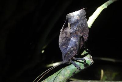 Wildlife Night tour with Esteban daily guided tours. Wildlife Night tour with Esteban daily guided tours.