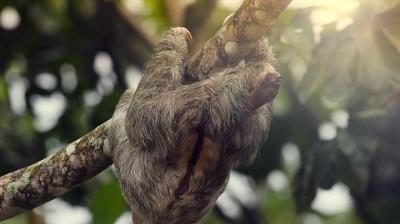 Sloth Sanctuary + Rafting class II & III Combo Sloth Sanctuary + Rafting class II & III Combo